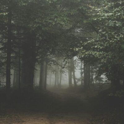 Image de paysage naturel évoquant l'apaisement et la régulation du système nerveux